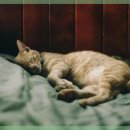 마음담은 동물병원 이미지