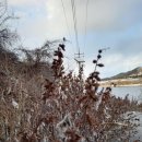 도깨비풀 이미지