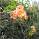 예산농장 이미지