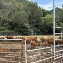 상강축사 이미지