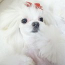 도토리펫샵 이미지