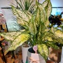 주노당구장 이미지