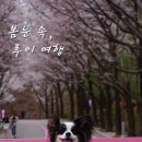 루이펫독 이미지