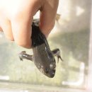 하호분교 이미지