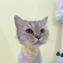 미야옹실 이미지