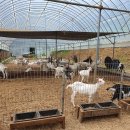 신덕평로 이미지