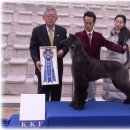 카사노바에리켄넬 이미지