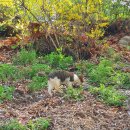 굴포펜션 | [굴포천] 반월놀이공원 : 봄을 맞아 떠난 벚꽃 나들이