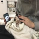 미래산장 | 왕과 사는 푸바오