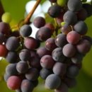 칠칠켄터키(원주단계점) | 원주 횟집 순위 추천 10곳