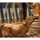 수정축산 이미지