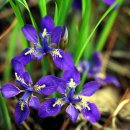 헵시바(HEPBSIBAH) 이미지