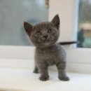 부산고양이분양 미유펫 이미지