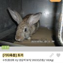 디아크동물종합병원 | 토끼입양홍보) 7월 포인핸드 : 비에 젖은 어린 토끼들을 입양해 주세요!!