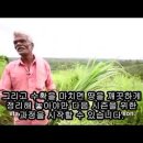 허브의종류 레몬그라스, 레몬일까 아닐까? - 휙콜