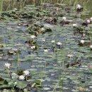 예당습지생태공원 이미지