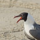 【웃는갈매기 laughing gull (웃음갈매기)】 「'하하하' 웃는 소리를 내기 때문에 붙인 이름」 이미지