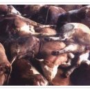 에코펜션 이미지