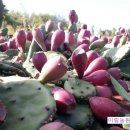 미림농원 이미지