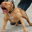 대송 초등학교 병설 유치원 이미지