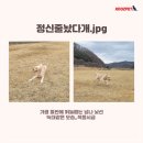 개웃기냥