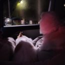 힙독 애견카페 이미지