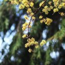 봄 소식ㅡ노란 봄꽃들의 속삭임 이미지