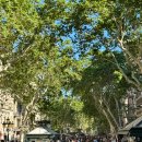 순양민박 | [스페인 포르투갈 여행 14박15일 DAY 12] 바르셀로나 공원 피크닉 보케리아시장 라플라우타 시우다드콘달