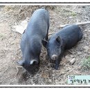 실로암2농장 이미지