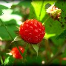산딸기 이미지