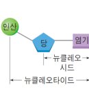 뉴클레오시드 관련주 주목해볼 수 밖에요 ㅎㅎ 이미지