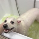 멍뭉이애견샵 이미지