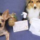 쉬었다가개 이미지