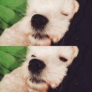 얌이