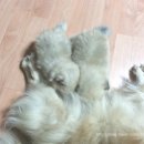 다정이네PC 이미지