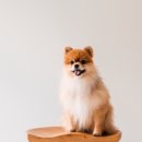 펫션화보 이미지