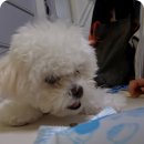 황금애견 | 애견사료추천 황금체중으로 서포트