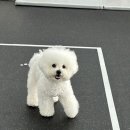 스탠독 이미지