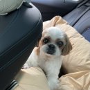 베베도그 이미지