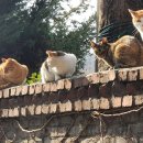 낄낄고양이 이미지