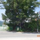 용인자연숲캠핑장 이미지