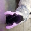 약국산책 | 동물약국에서 구입가능한 고양이 애드보킷/산책냥이 사용 후기