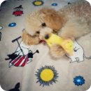 갤럭시펫 애견미용 이미지