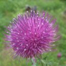 소똥령이야기 이미지