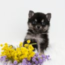 필상농장 이미지