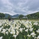 양산 황산공원 백합 개화현황, 흰 백합 노란 백합 꽃구경 다녀온 후기