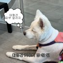 오리진 동물피부과병원 | EP.08 병원 다녀 온 날 (대형견 진료비의 현실)