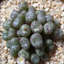 스테이너와 이미지