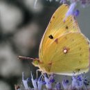 배초향(방아꽃)과 노랑나비 이미지