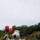 5월 22일 일) 도당산 장미공원 이미지